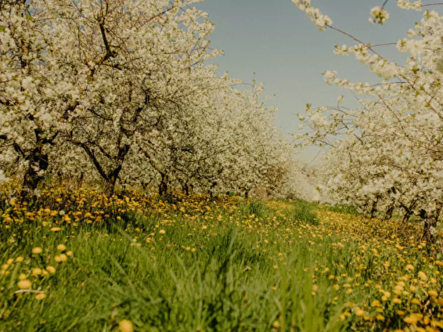 casa indipendente in vendita a Valeggio sul Mincio