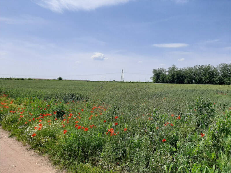 terreno agricolo in vendita a Valeggio sul Mincio