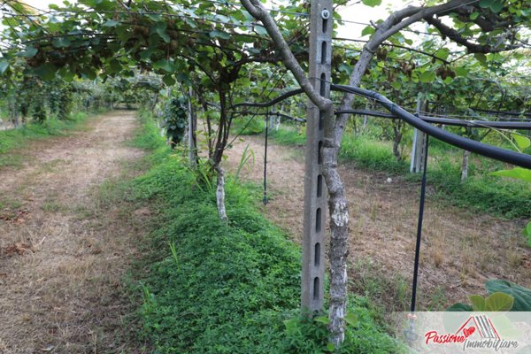 terreno agricolo in vendita a Verona in zona Chievo