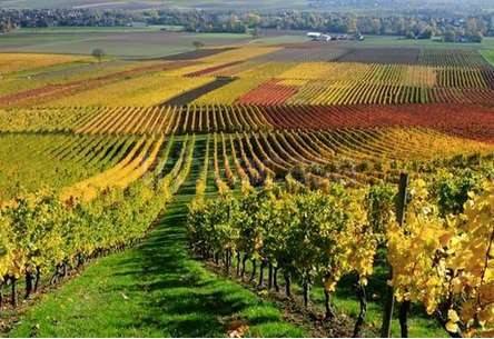 azienda agricola in vendita a Verona in zona Veronetta
