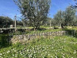 terreno agricolo in vendita a Verona in zona Quinzano
