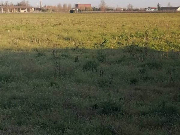 terreno agricolo in vendita a Verona in zona San Michele Extra