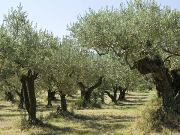 terreno agricolo in vendita a Verona in zona Quinzano