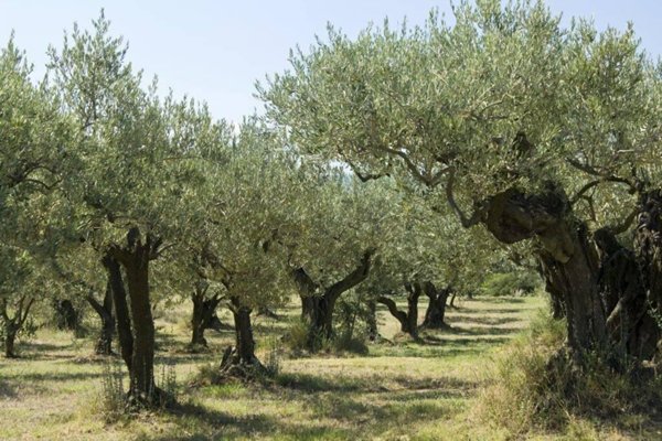terreno agricolo in vendita a Verona in zona Porto Crencano