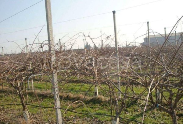 azienda agricola in vendita a Verona