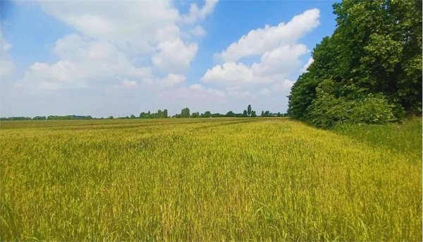 terreno agricolo in vendita a Verona in zona Cadidavid