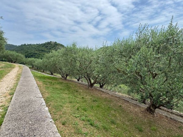 terreno agricolo in vendita a Verona in zona Avesa