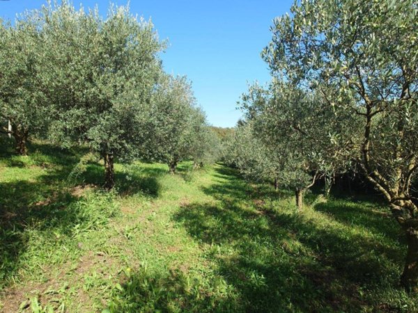terreno agricolo in vendita a Verona in zona Quinzano