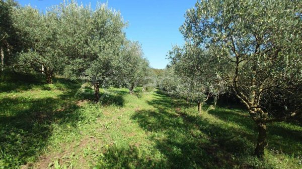 terreno agricolo in vendita a Verona in zona Quinzano
