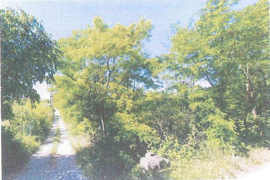 terreno agricolo in vendita a Verona in zona Porto Crencano