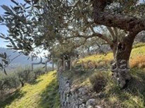 terreno agricolo in vendita a Verona in zona Avesa