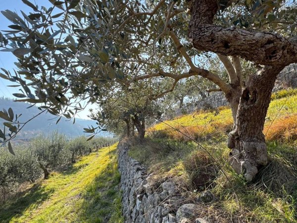 terreno agricolo in vendita a Verona in zona Avesa