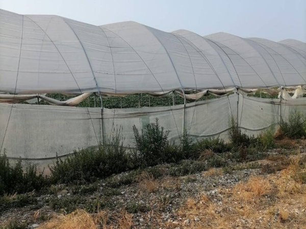 terreno agricolo in vendita a Verona in zona Cadidavid