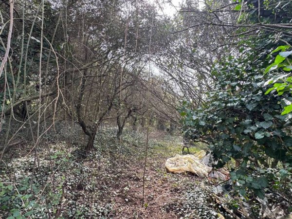 terreno agricolo in vendita a Verona in zona Avesa