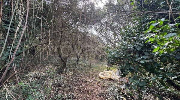 terreno agricolo in vendita a Verona in zona Avesa