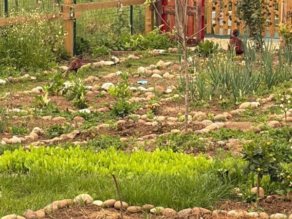 terreno agricolo in vendita a Verona in zona Porto Crencano