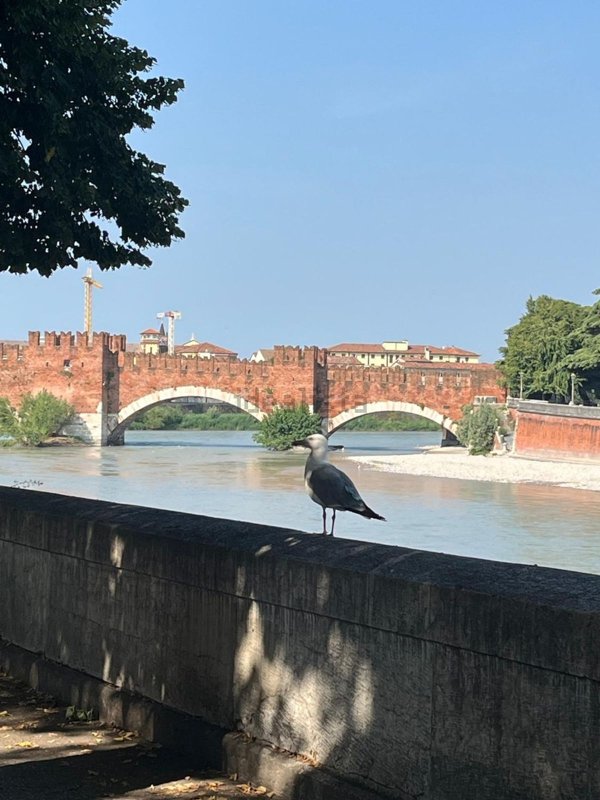 appartamento in vendita a Verona in zona Borgo Trento