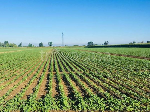 terreno agricolo in vendita a Veronella in zona San Gregorio