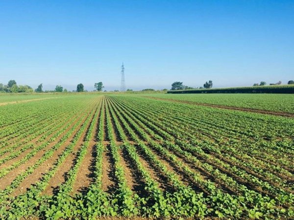 terreno agricolo in vendita a Veronella