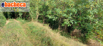 terreno agricolo in vendita a Vestenanova