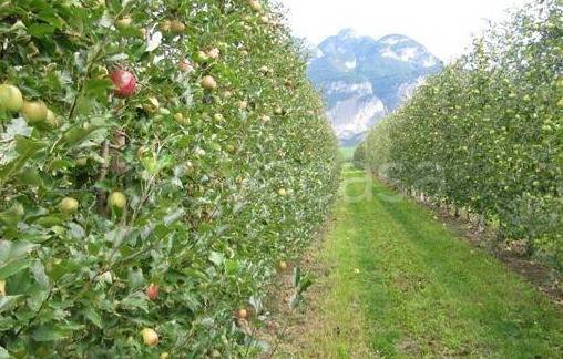 terreno agricolo in vendita a Vigasio