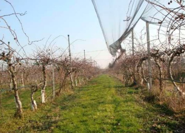 casale in vendita a Villafranca di Verona