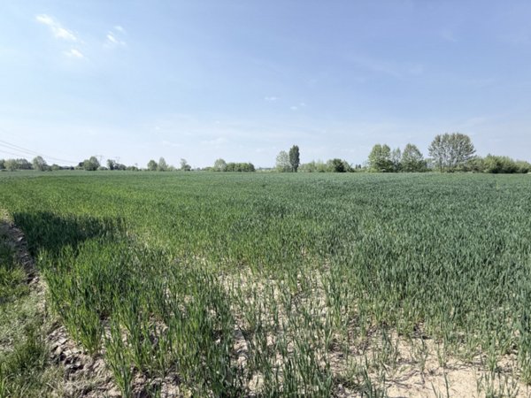 terreno agricolo in vendita a Zimella in zona Santo Stefano