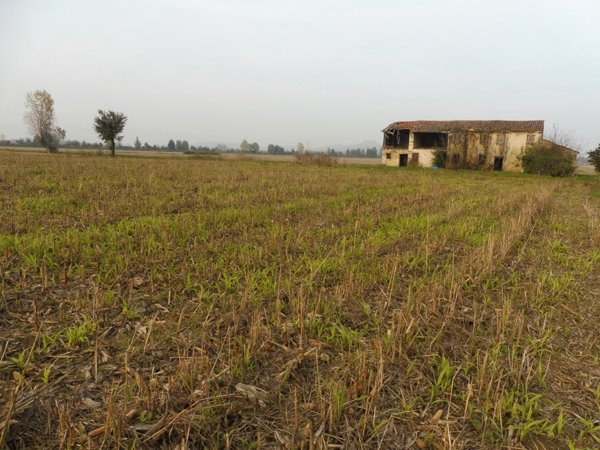 terreno agricolo in vendita ad Agugliaro