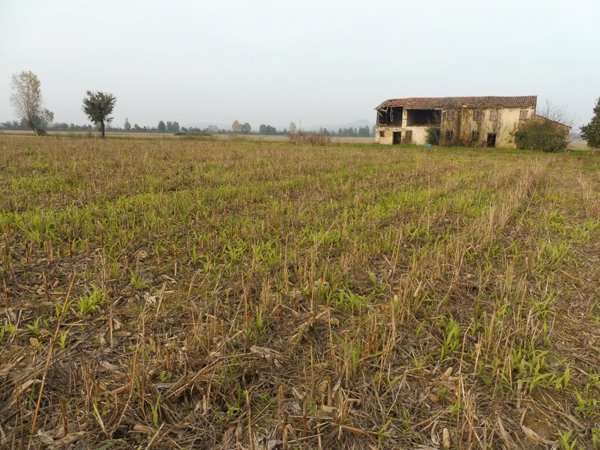 terreno agricolo in vendita ad Agugliaro