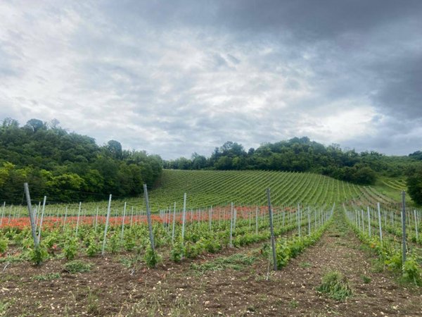 terreno agricolo in vendita ad Albettone