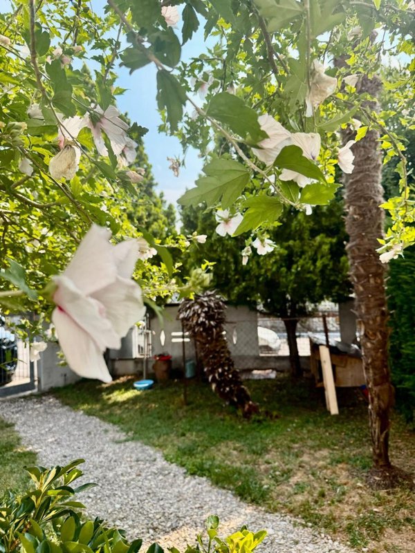 appartamento in vendita ad Alonte