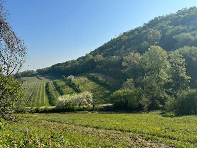 terreno agricolo in vendita ad Altavilla Vicentina