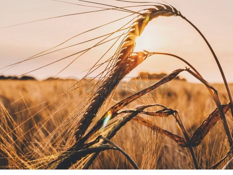 terreno agricolo in vendita ad Arcugnano