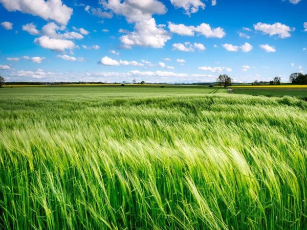 terreno agricolo in vendita ad Arcugnano