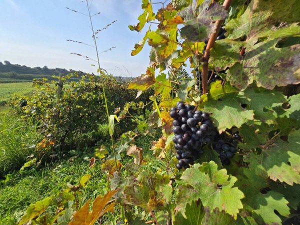 terreno agricolo in vendita a Bassano del Grappa