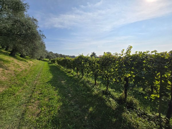 terreno agricolo in vendita a Bassano del Grappa