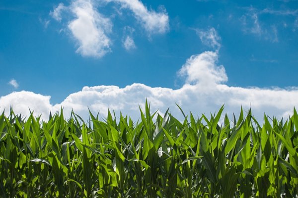 terreno agricolo in vendita a Bolzano Vicentino