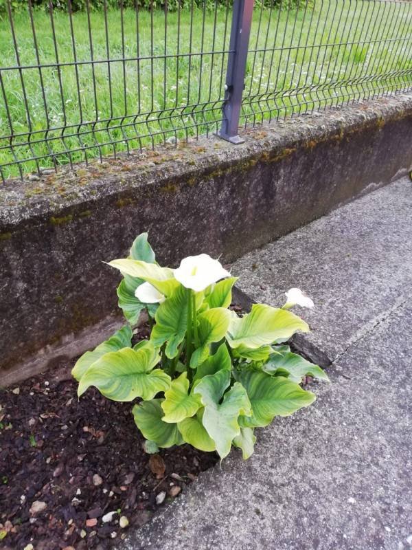 casa indipendente in vendita a Bolzano Vicentino