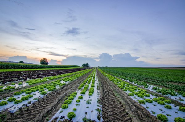 terreno agricolo in vendita a Bolzano Vicentino