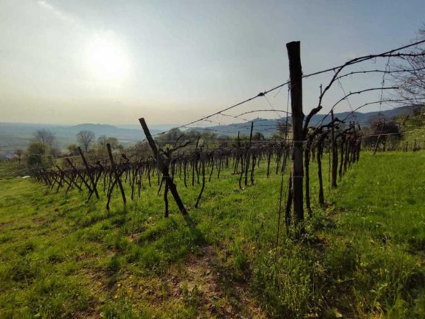 terreno agricolo in vendita a Brendola in zona San Valentino