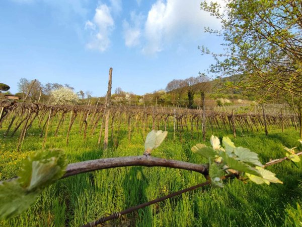 terreno agricolo in vendita a Brendola in zona San Valentino