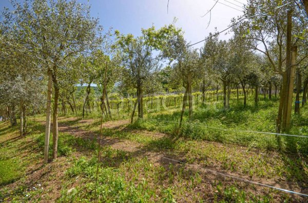 terreno agricolo in vendita a Brendola