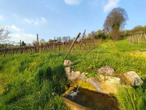 terreno agricolo in vendita a Brendola in zona San Valentino