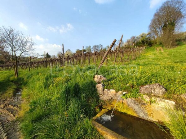 terreno agricolo in vendita a Brendola in zona San Valentino