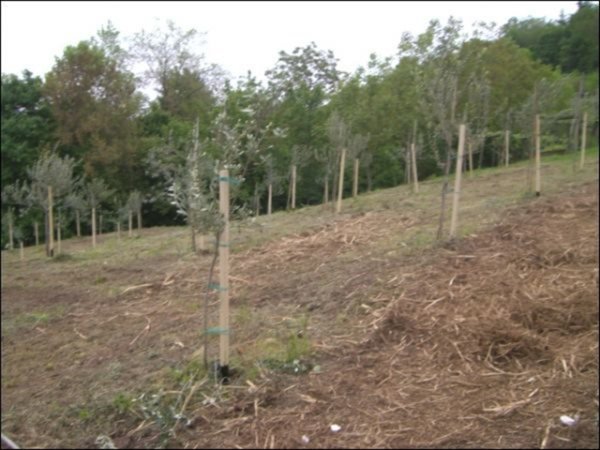 terreno edificabile in vendita a Brogliano in zona Quargnenta