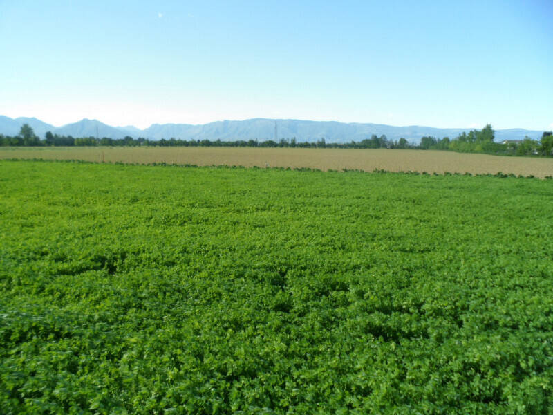 terreno agricolo in vendita a Caldogno in zona Rettorgole