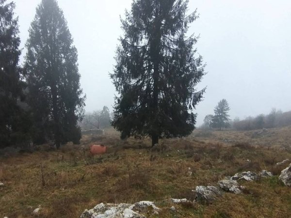terreno agricolo in vendita a Caltrano