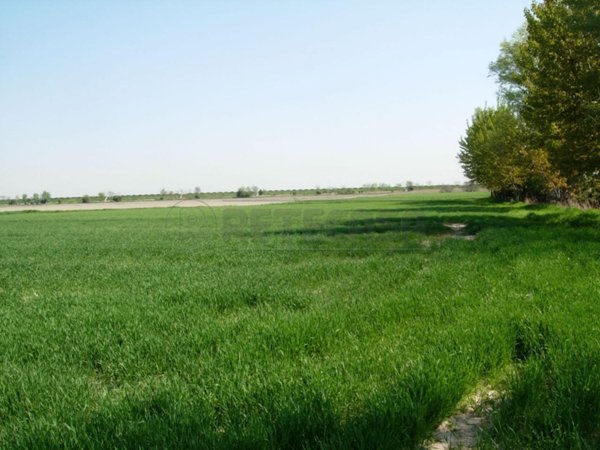 terreno agricolo in vendita a Camisano Vicentino in zona Rampazzo