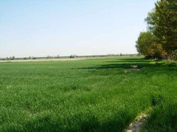 terreno agricolo in vendita a Camisano Vicentino