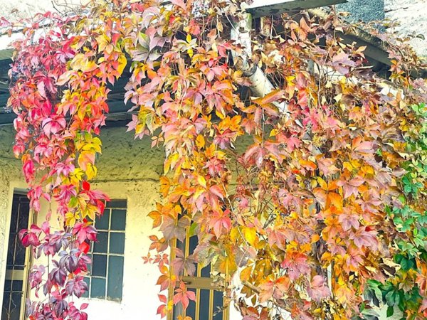 casa indipendente in vendita a Cartigliano